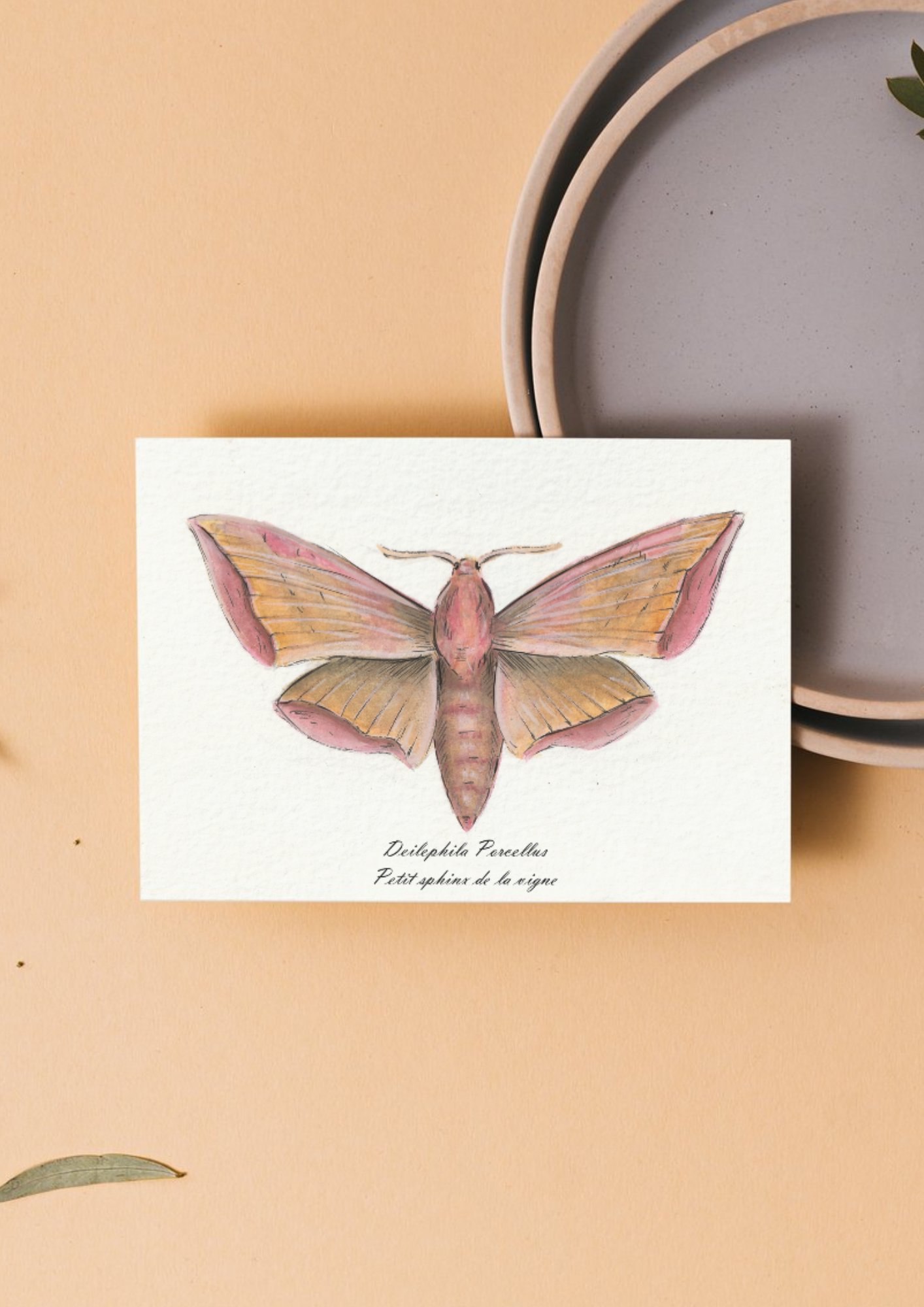 Carte Entomologie - Petit sphinx de la vigne