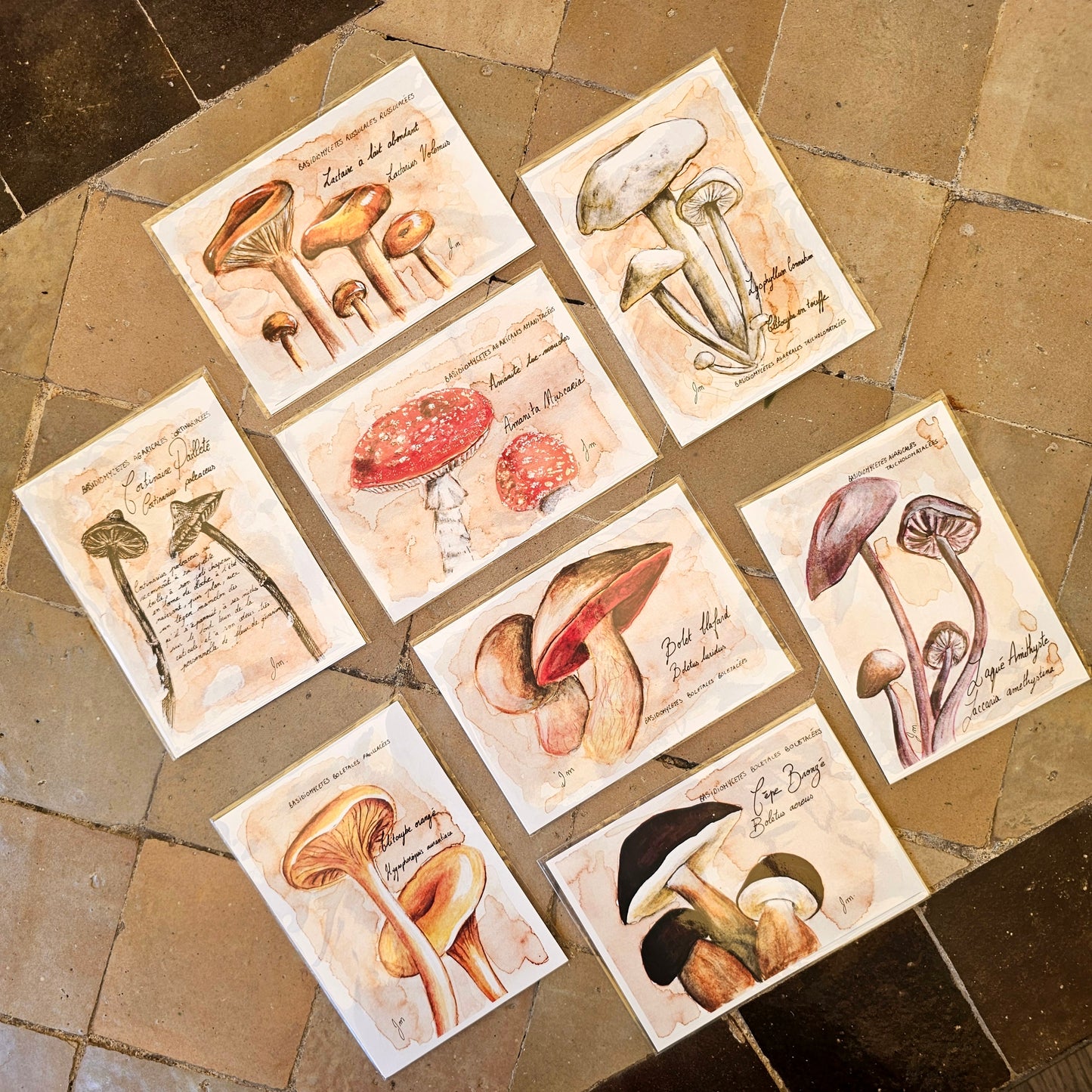 Bolet Blafard - Illustration Champignon - Aquarelle et encre