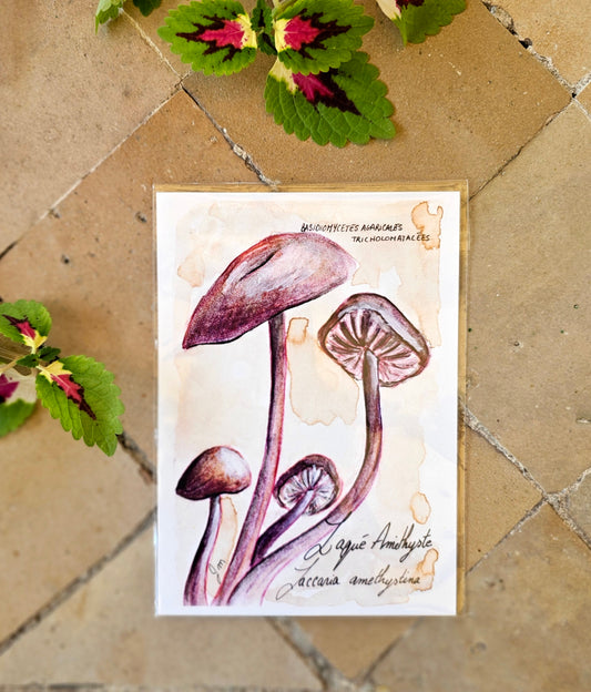 Laccaria Amethystina - Illustration Champignon - Aquarelle et encre