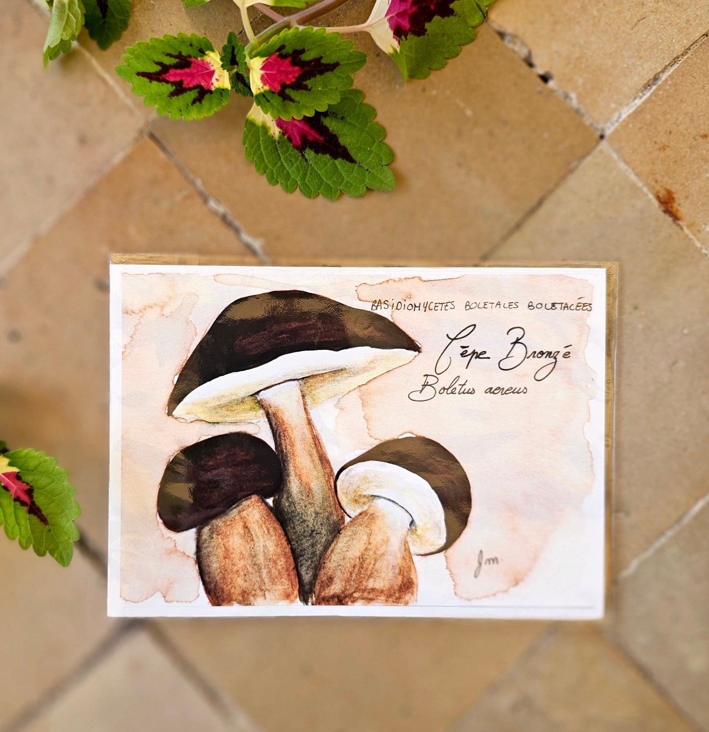 Cèpe Bronzé (Boletus Aereus) - Illustration Champignon - Aquarelle et encre