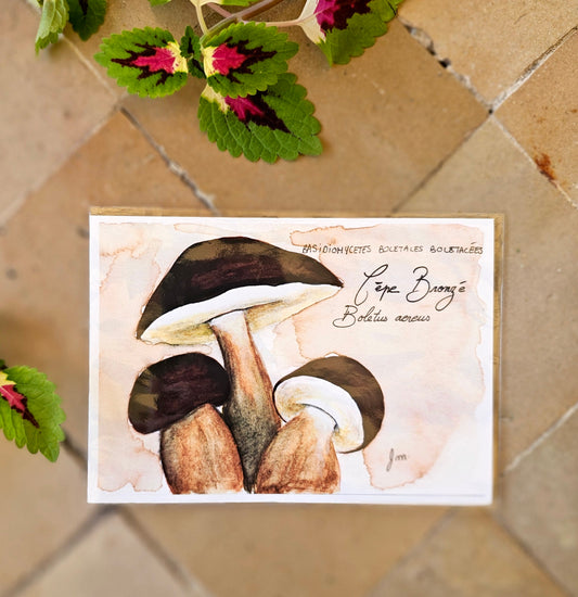 Cèpe Bronzé (Boletus Aereus) - Illustration Champignon - Aquarelle et encre
