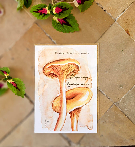 Hydnophoropsis Aurantiaca (Fausse Girolle) - Illustration Champignon - Aquarelle et encre