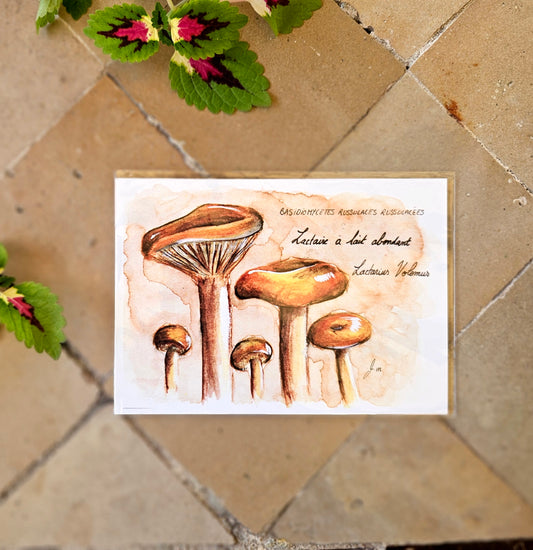 Lactarius Volemus (Lactaire à Lait Abondant) - Illustration Champignon - Aquarelle et encre