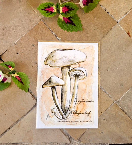 Lyophyllum Connatum - Illustration Champignon - Aquarelle et encre