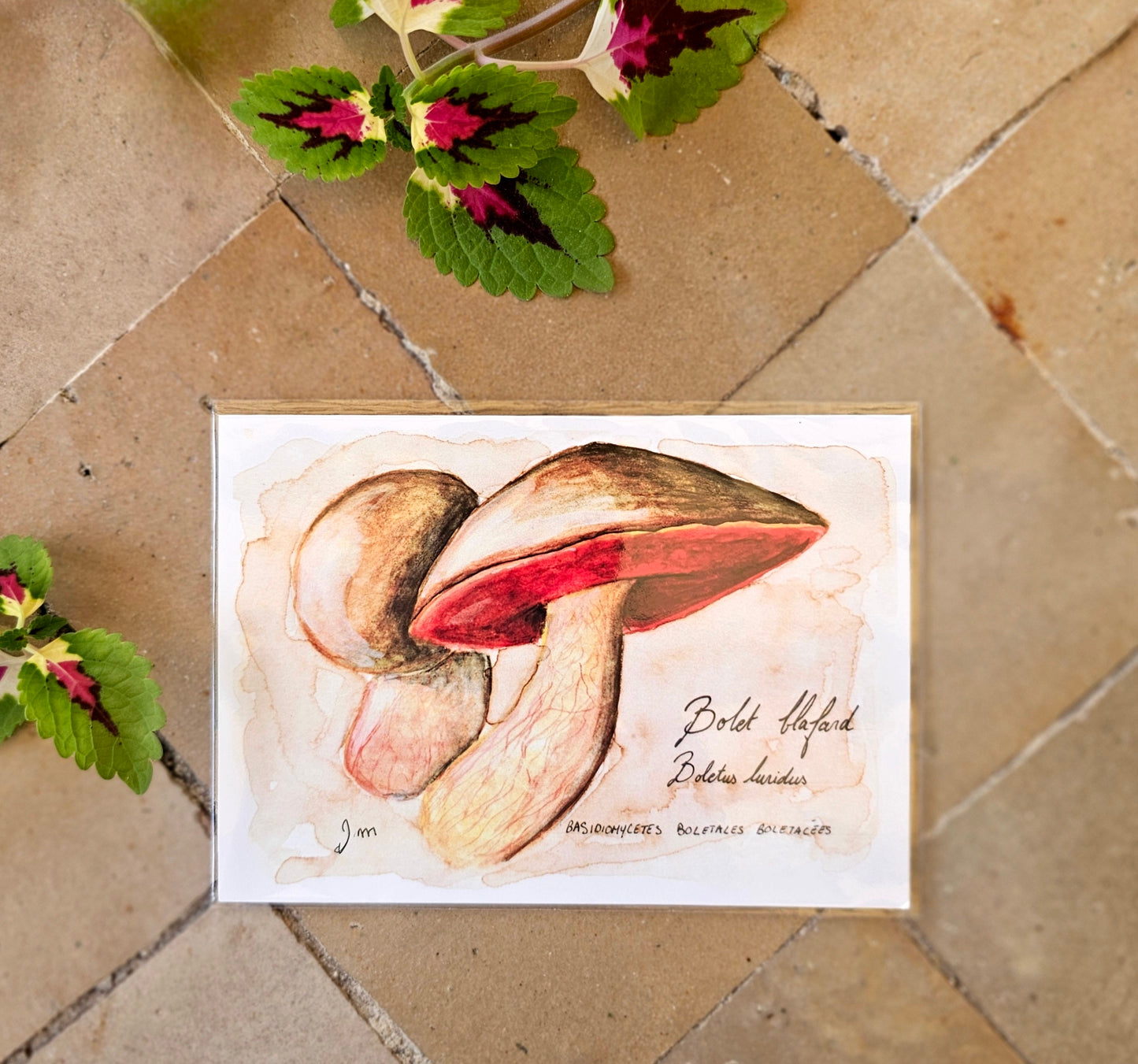 Bolet Blafard - Illustration Champignon - Aquarelle et encre