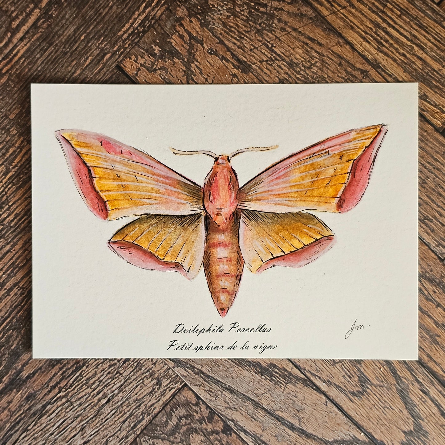 Carte Post'Art — Deilephila Porcellus
Petit Sphinx de la Vigne