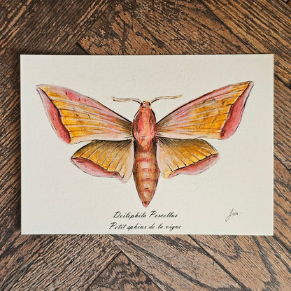 Carte Post'Art — Deilephila Porcellus
Petit Sphinx de la Vigne