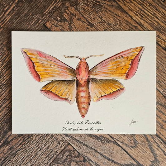 Carte Post'Art — Deilephila Porcellus
Petit Sphinx de la Vigne