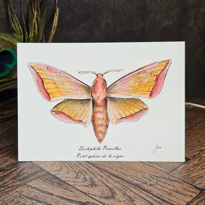 Carte Post'Art — Deilephila Porcellus
Petit Sphinx de la Vigne